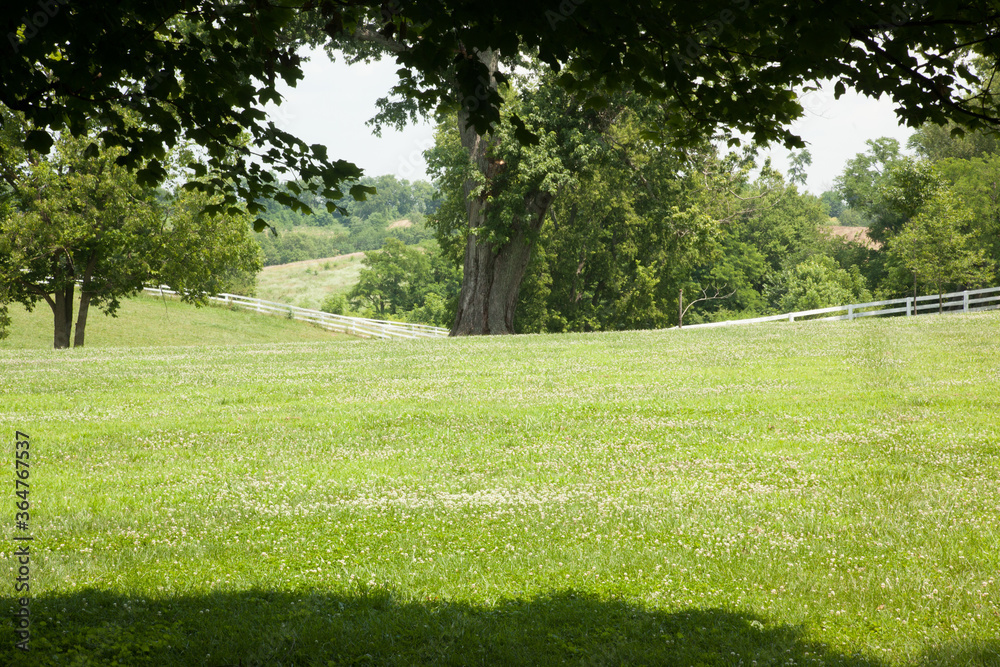Trees in green fields bathing in sunshine Trees in green fields bathing in sunshine