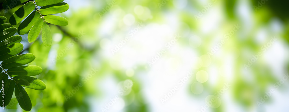 Green leaf nature on blurred greenery background. Beautiful leaf texture in sunlight. Natural background. close-up of macro with copy space for text. Green leaf nature on blurred greenery background. Beautiful leaf texture in sunlight. Natural background. close-up of macro with copy space for text.