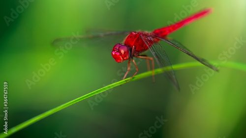 red dragonfly, wings wide open, landing on a blade of grass. macro photography of this delicate and fragile Odonata insect, in the tropical island of Koh Phayam, Thailand