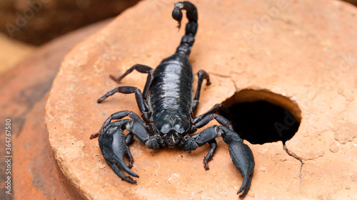 black scorpion macro photo  dreaded arachnid. horrific creature with a toxic stinger tail and two strong claws for protection. many have the phobia of these scary animal. Thailand.