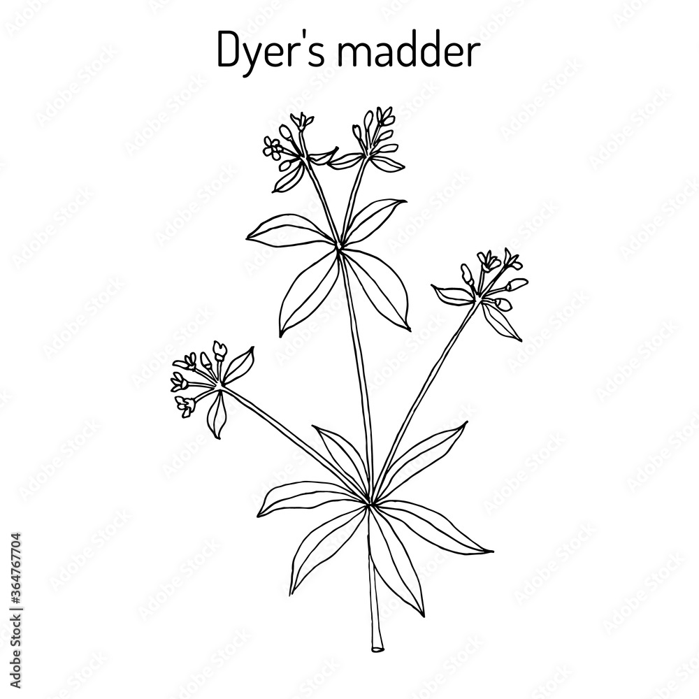 Dyer s madder rubia tinctorum , medicinal plant