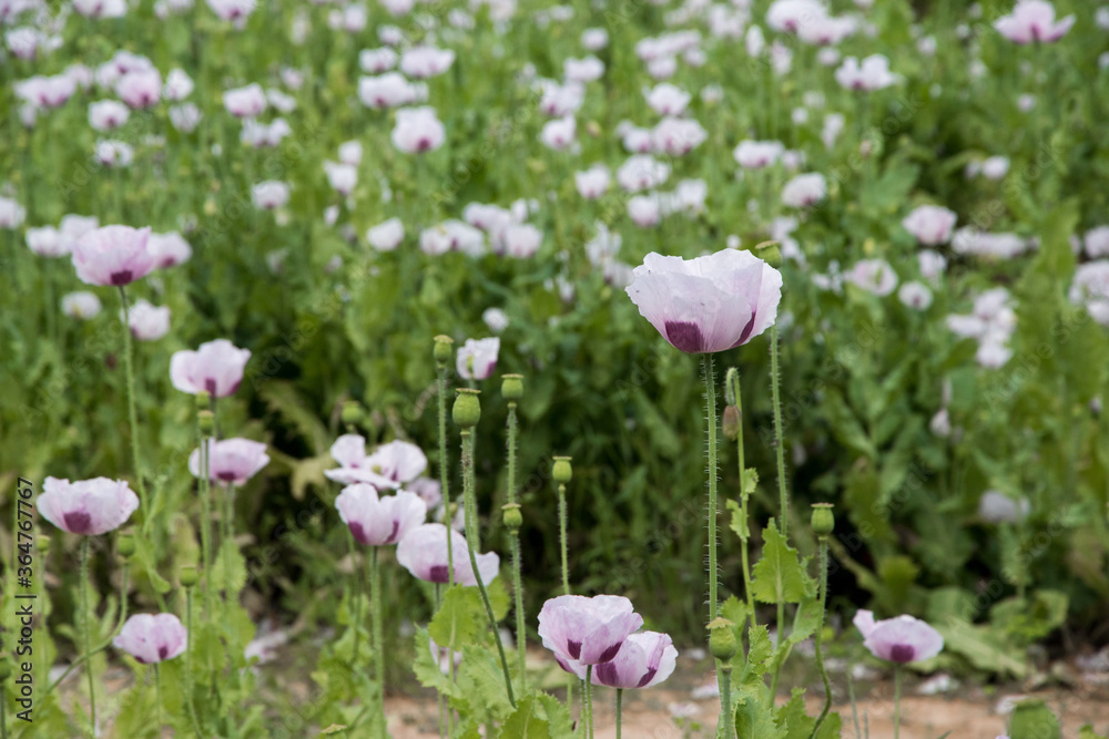 beautiful white poppy field wallpaper, blooming the field beautiful white poppy field wallpaper, blooming the field