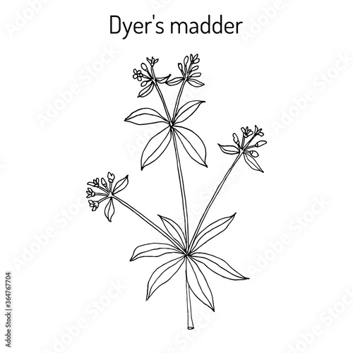Dyer s madder rubia tinctorum , medicinal plant