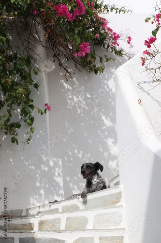 Fototapeta Naklejka Na Ścianę i Meble -  Chien allongé en grèce