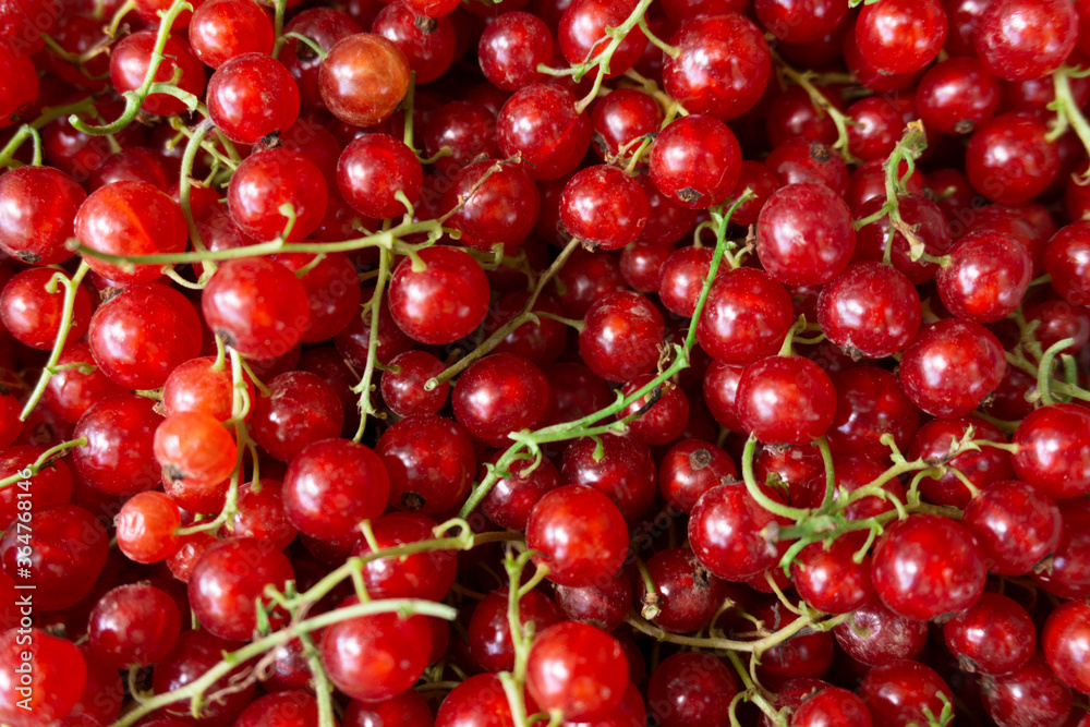 The redcurrant, or red currant (Ribes rubrum) is a member of the genus Ribes in the gooseberry family. Red summer berries close up nature shot. The redcurrant, or red currant (Ribes rubrum) is a member of the genus Ribes in the gooseberry family. Red summer berries close up nature shot.