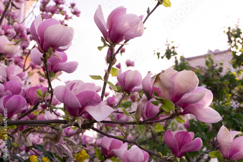 Magnolia is a flowering plant species in the subfamily Magnolioideae of the family Magnoliaceae. Magnolia flowers. Tender floral pattern background. 