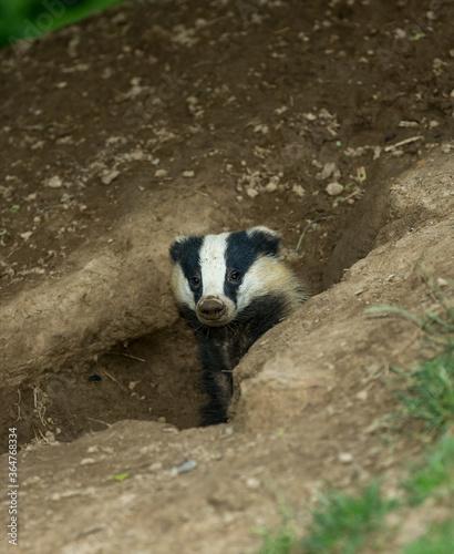 Badger (Scientific or Latin name: Meles Meles) Portrait of an adult, wild badger emerging from a badger sett, facing forward in natural habitat. Portrait. Space for copy. Close up.