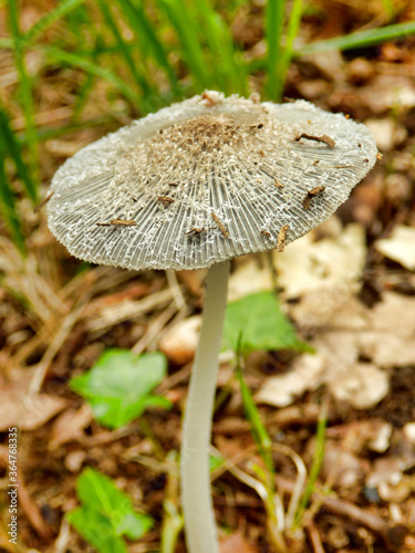 Pleated Inkcap (Parasola plicatilis) sometimes known as the Little Japanese Umbrella, photo