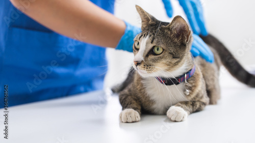 Tablou pe pânză image of doctor vaccinating cat in vet clinic.