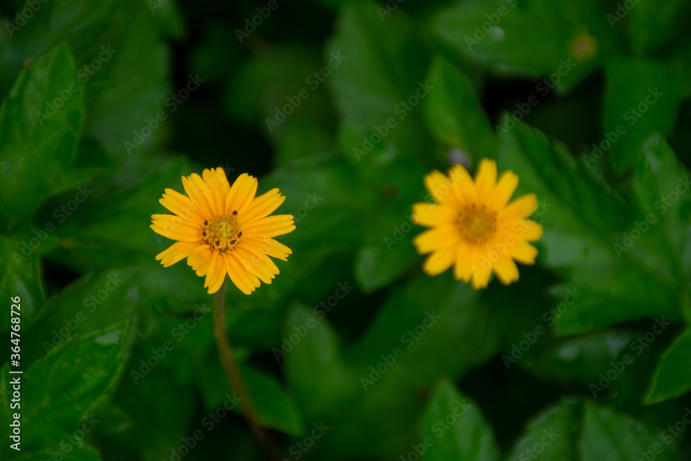 Yellow field marigold flowers macro in blur background, Koksathon temple, Udonthani, Thailand. Yellow field marigold flowers macro in blur background, Koksathon temple, Udonthani, Thailand.