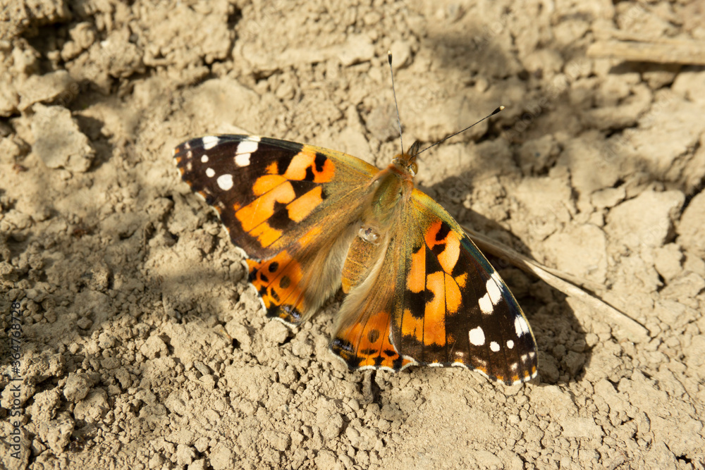 Vanessa cardui is a well-known colourful butterfly, known as the painted lady, or formerly in North America as the cosmopolitan. Butterfly on the ground close up shot. Vanessa cardui is a well-known colourful butterfly, known as the painted lady, or formerly in North America as the cosmopolitan. Butterfly on the ground close up shot.