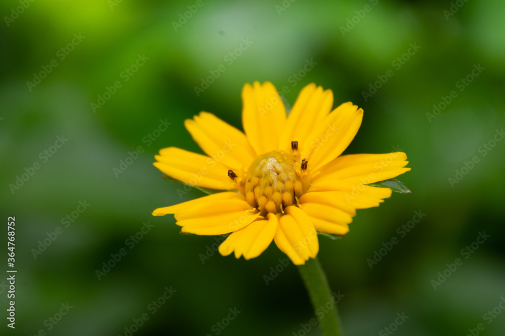 Yellow field marigold flowers macro in blur background, Koksathon temple, Udonthani, Thailand. Yellow field marigold flowers macro in blur background, Koksathon temple, Udonthani, Thailand.