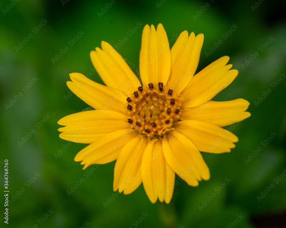 Yellow field marigold flowers macro in blur background, Koksathon temple, Udonthani, Thailand. Yellow field marigold flowers macro in blur background, Koksathon temple, Udonthani, Thailand.