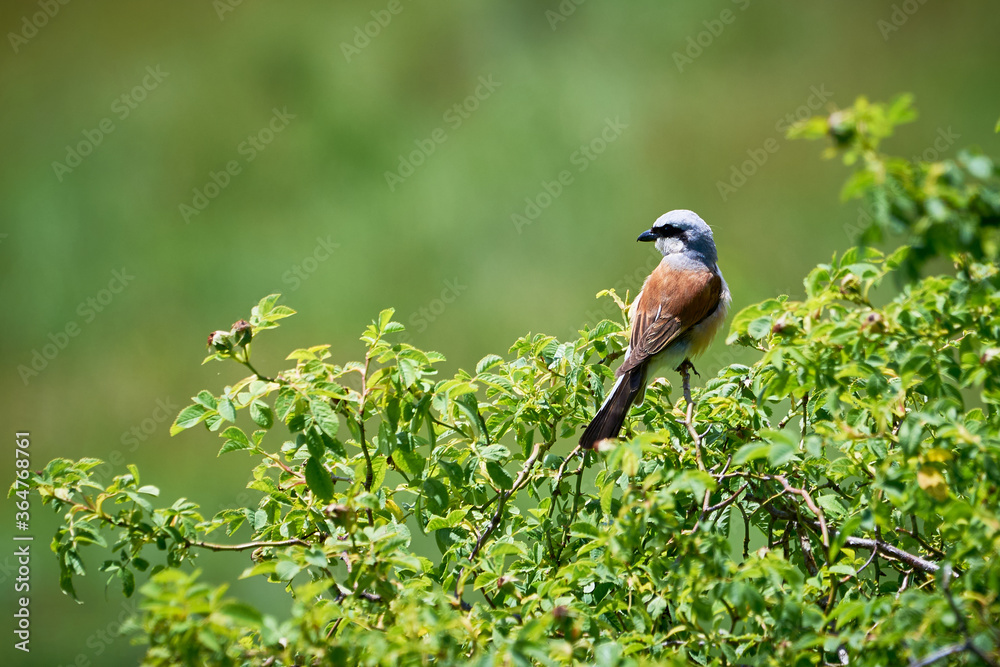 Red-backed shrike (Lanius collurio) male sitting on a branch Red-backed shrike (Lanius collurio) male sitting on a branch