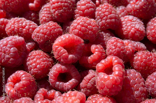 Raspberry backgroung close up shot. Fresh berries pattern. The raspberry is the edible fruit of a multitude of plant species in the genus Rubus of the rose family. Rubus occidentalis. 