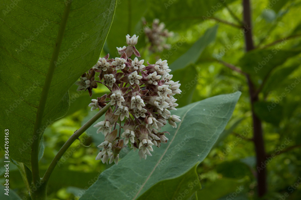 flowers blooming outdoors flowers blooming outdoors