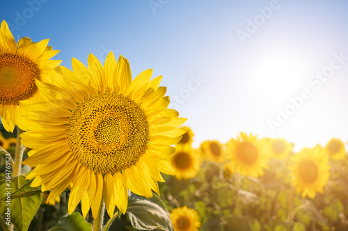 Sunflower on field meadow backdrop. Sunlight effect. Macro photography. Agriculture concept. Organic seeds oil.