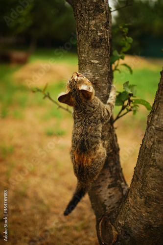 Tabby kitten play on a tree. Portrait of an domestic cat