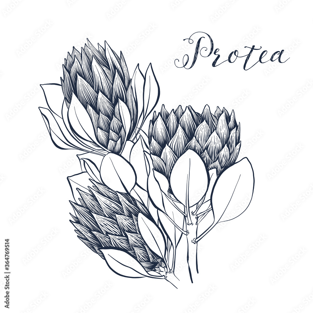 Protea. Monochrome Botany clipart on white background. Flowers for your ...
