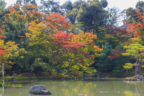 Autumn Japanese garden with maple in Kinkakuji temple at Kyoto, Japan