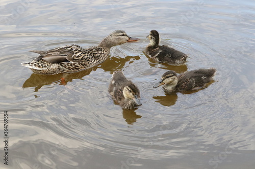 duck and ducklings