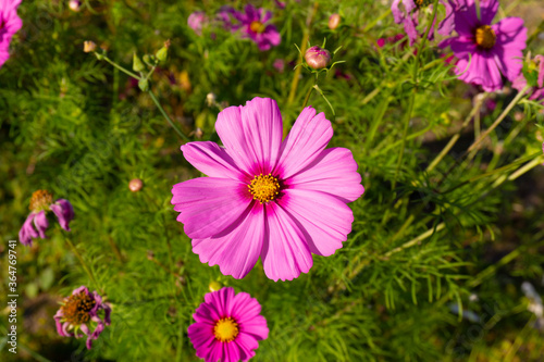 Close up shot of Cosmos bipinnatus  commonly called the garden cosmos or Mexican aster. This is a medium-sized flowering herbaceous plant native to the Americas. Nature background. 