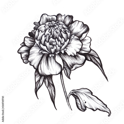 Fototapeta Naklejka Na Ścianę i Meble -  Blossom peony illustration in vintage style. Flowers for your tattoo design, wedding invitation
