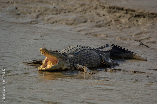 A hugh salt water crocodile opened its mouth for basking using morning sunlight