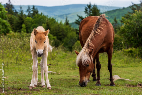 horse and foal in the meadow © Nelson Stegall