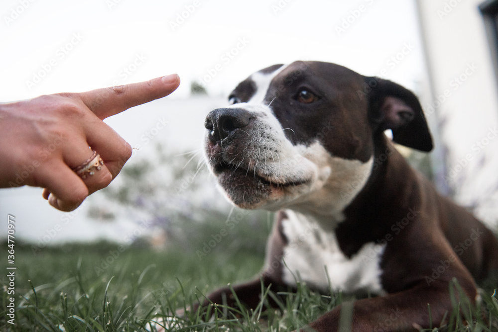 Hundetraining // American Staffordshire Terrier wird ermahnt Hundetraining // American Staffordshire Terrier wird ermahnt