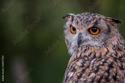 one single owl bird © Chris Willemsen 