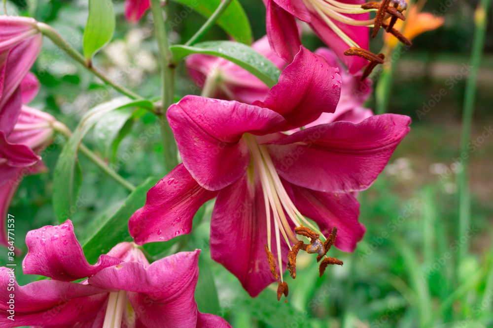 Lilium (members of which are true lilies) is a genus of herbaceous flowering plants growing from bulbs, all with large prominent flowers. Purple lilies. Lilium (members of which are true lilies) is a genus of herbaceous flowering plants growing from bulbs, all with large prominent flowers. Purple lilies.
