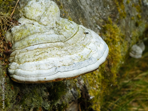 Close up of polypore on tree trunk. photo