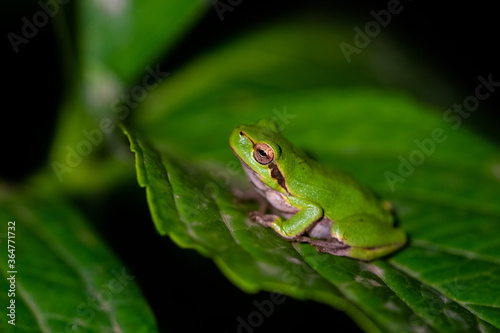 Green frog on leaf