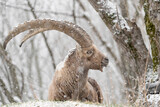 Alpine ibex in the woodland under snowflakes (Capra ibex)