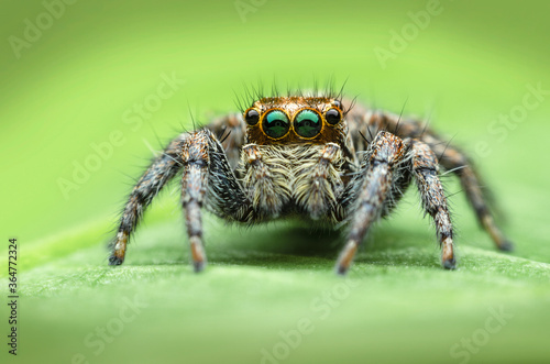 ่jumping spider closeup on green leave 