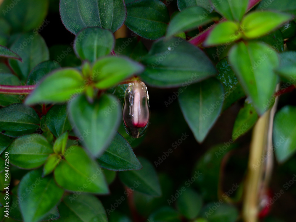 Sticky jelly like mucilage formed on the roots of Indian rhododendron
