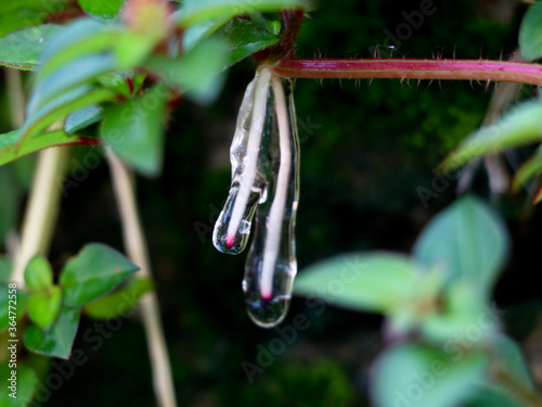 Sticky jelly- like mucilage formed on the roots of Indian rhododendron plant