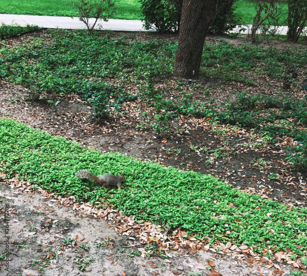 Squirrel wandering on the ground Squirrel wandering on the ground