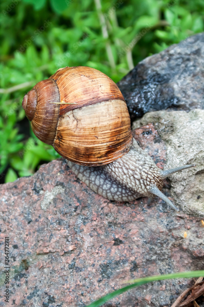 Burgundy snail (Helix pomatia) or escargot in natural environment Burgundy snail (Helix pomatia) or escargot in natural environment