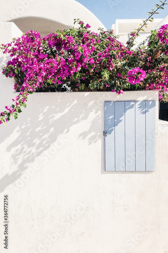 Blue wooden window shutters on a white old wall on the streets of Greek island of Santorini with a big bush of pink flowers above it with crystal blue sky. Travel concept