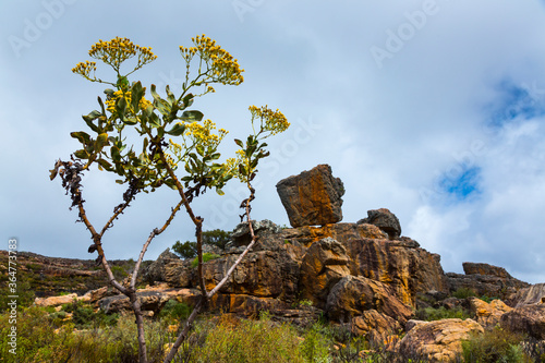 Pakhuis Pass, Clanwilliam, Cederberg Mountains, Western Cape province, South Africa, Africa photo