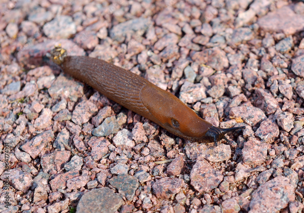 Funny Slug, common name for apparently shell-less terrestrial gastropod  mollusc. Arion lusitanicus on gravel. Focus on head Stock Photo | Adobe  Stock