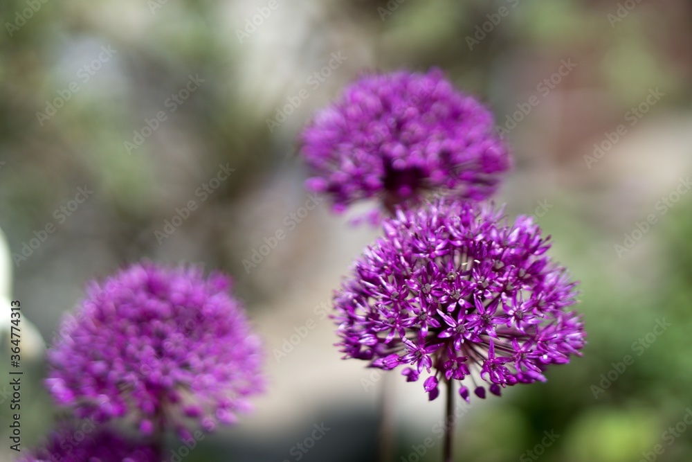 Allium 'AMBASSADOR' ornamental garlic Allium 'AMBASSADOR' ornamental garlic