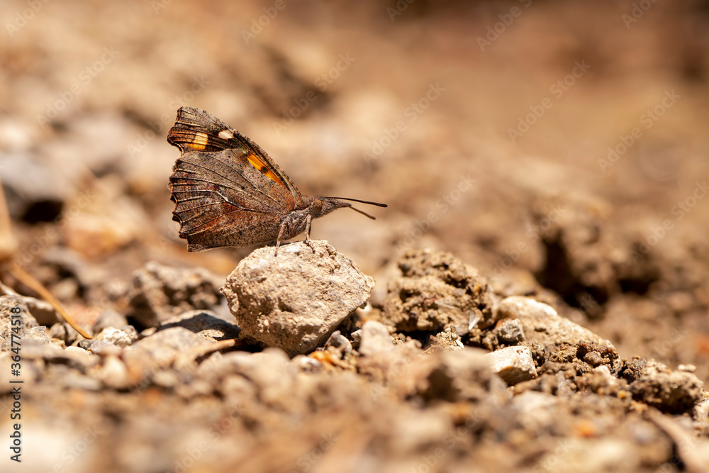 Çitlembik Butterfly / Libythea celtis Çitlembik Butterfly / Libythea celtis