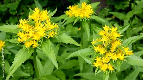 Golden Root Medicinal Plant Flower. Immunity enhancer Golden root.
Crassulaceae family. Rhodiola rosea in the form of tea is used to relieve fatigue, overwork, to increase performance and stamina.
 photo