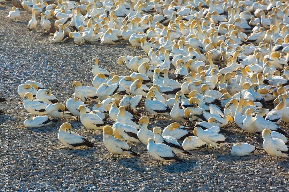 Fototapeta premium Cape gannet, Bird Island, Lambert's Bay, Western Cape province, South Africa, Africa
