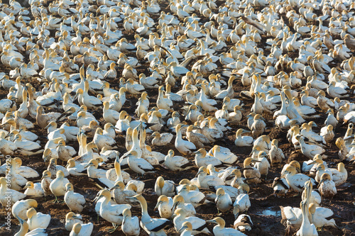 Cape gannet, Bird Island, Lambert's Bay, Western Cape province, South Africa, Africa