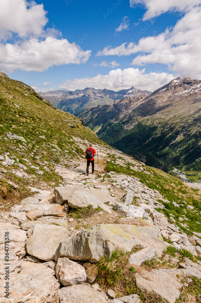 Obraz premium Val Roseg, Ova da Roseg, Rosegbach, Rosegtal, Hochtal, Wanderweg, Wanderer, Alpenrose, Berninagruppe, Sellagruppe, Oberengadin, Murtèl, Corvatsch, Fuorcla Surlej, Alpen, Sommer, Graubünden, Schweiz