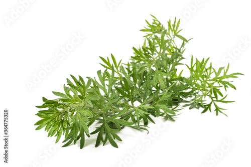 Artemisia absinthium